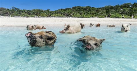 Swimming Pigs Day Trip l Harbor Island & Eleuthera。